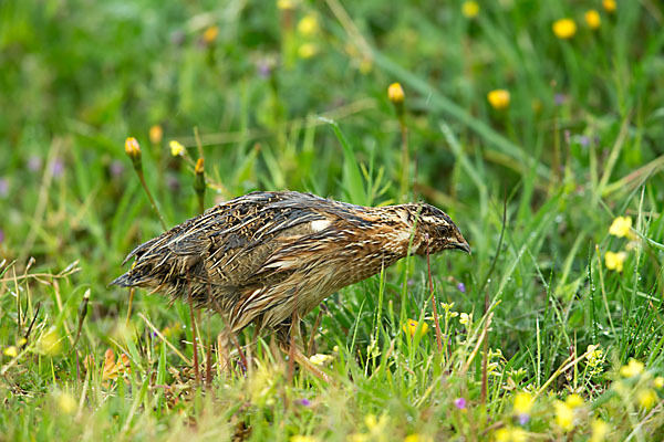 Wachtel (Coturnix coturnix)