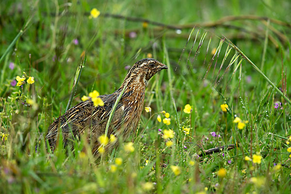 Wachtel (Coturnix coturnix)