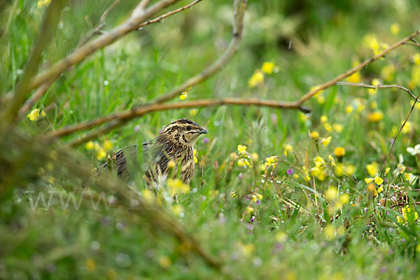 Wachtel (Coturnix coturnix)