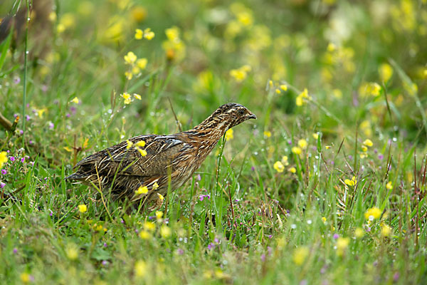 Wachtel (Coturnix coturnix)