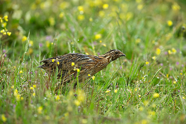 Wachtel (Coturnix coturnix)