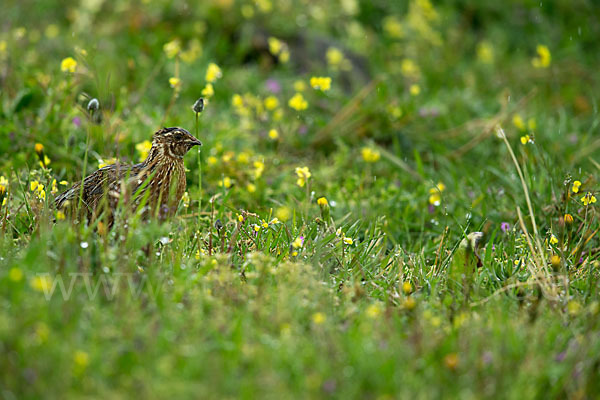 Wachtel (Coturnix coturnix)