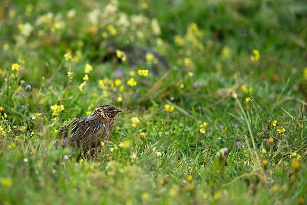 Wachtel (Coturnix coturnix)