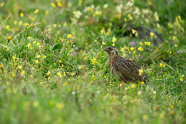 Wachtel (Coturnix coturnix)