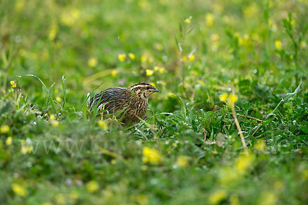 Wachtel (Coturnix coturnix)