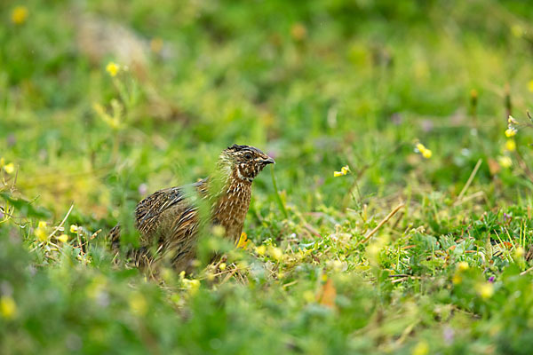 Wachtel (Coturnix coturnix)