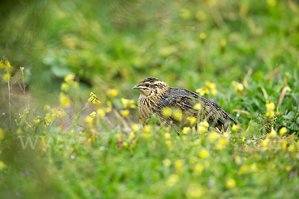 Wachtel (Coturnix coturnix)