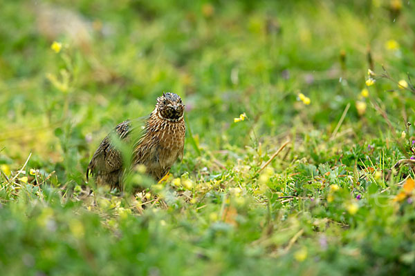 Wachtel (Coturnix coturnix)