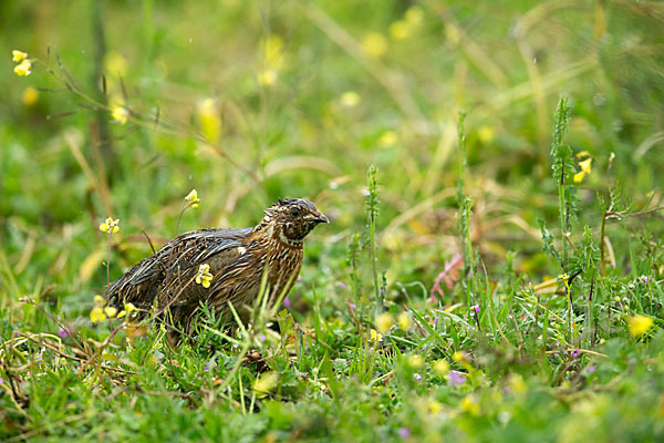 Wachtel (Coturnix coturnix)