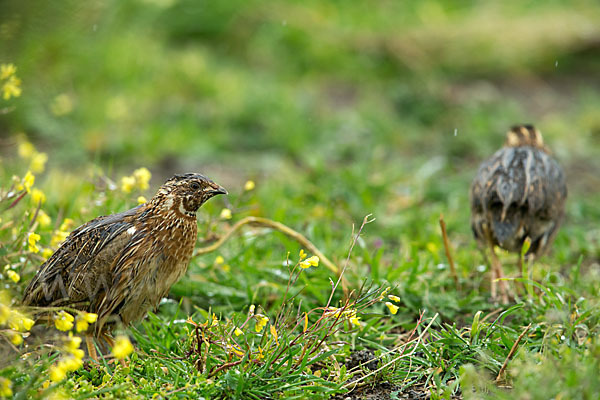 Wachtel (Coturnix coturnix)