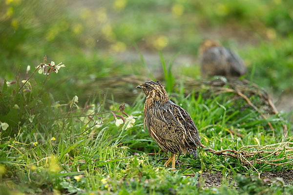 Wachtel (Coturnix coturnix)