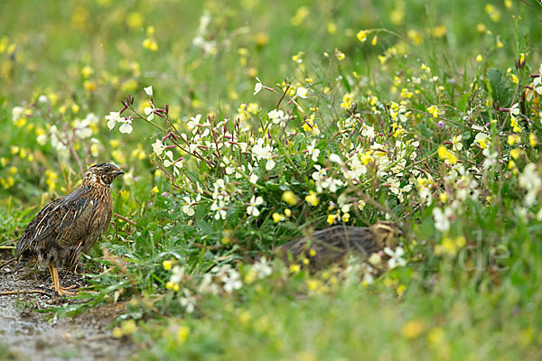 Wachtel (Coturnix coturnix)