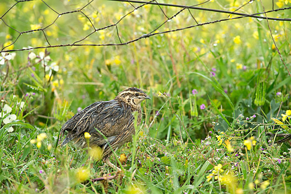 Wachtel (Coturnix coturnix)