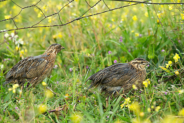 Wachtel (Coturnix coturnix)