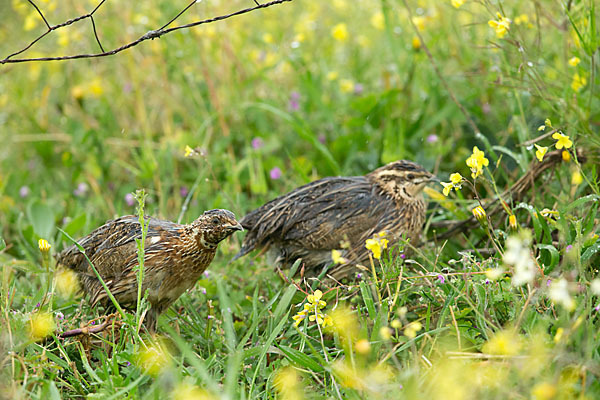 Wachtel (Coturnix coturnix)