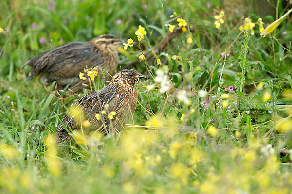 Wachtel (Coturnix coturnix)