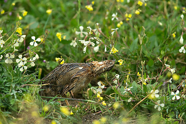 Wachtel (Coturnix coturnix)