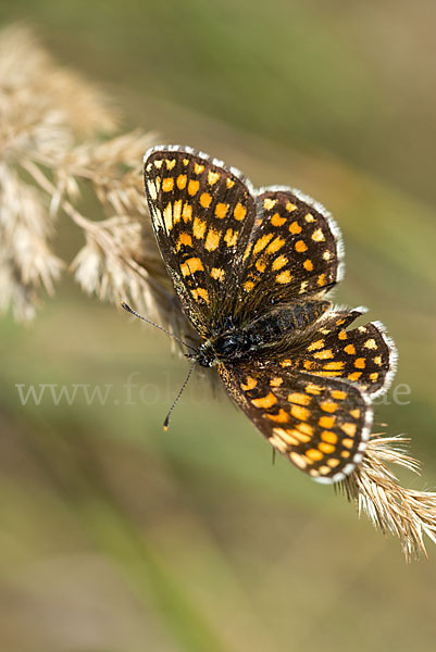 Wachtelweizen-Scheckenfalter (Melitaea athalia)