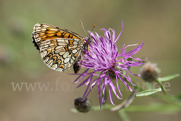 Wachtelweizen-Scheckenfalter (Melitaea athalia)