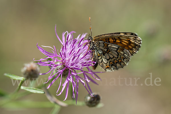 Wachtelweizen-Scheckenfalter (Melitaea athalia)