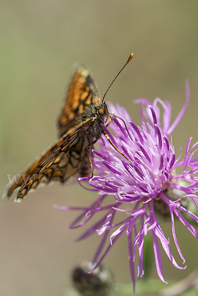 Wachtelweizen-Scheckenfalter (Melitaea athalia)