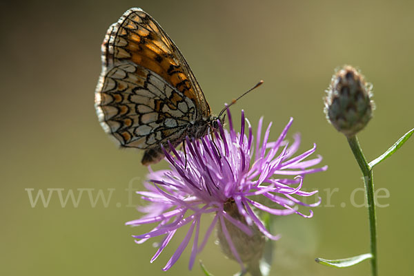 Wachtelweizen-Scheckenfalter (Melitaea athalia)