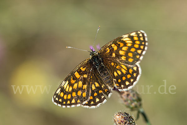 Wachtelweizen-Scheckenfalter (Melitaea athalia)