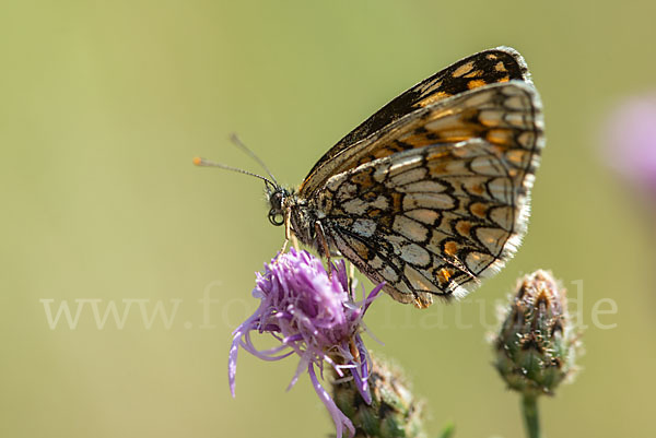 Wachtelweizen-Scheckenfalter (Melitaea athalia)