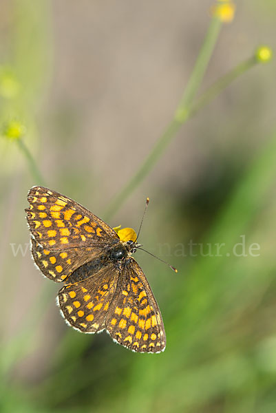 Wachtelweizen-Scheckenfalter (Melitaea athalia)