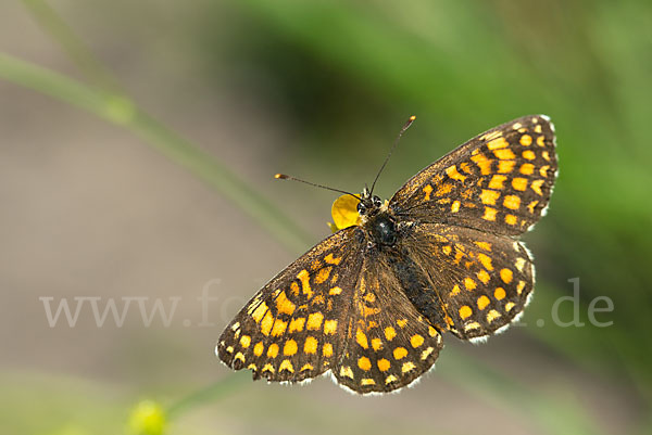 Wachtelweizen-Scheckenfalter (Melitaea athalia)