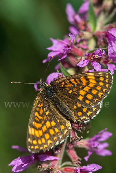 Wachtelweizen-Scheckenfalter (Melitaea athalia)