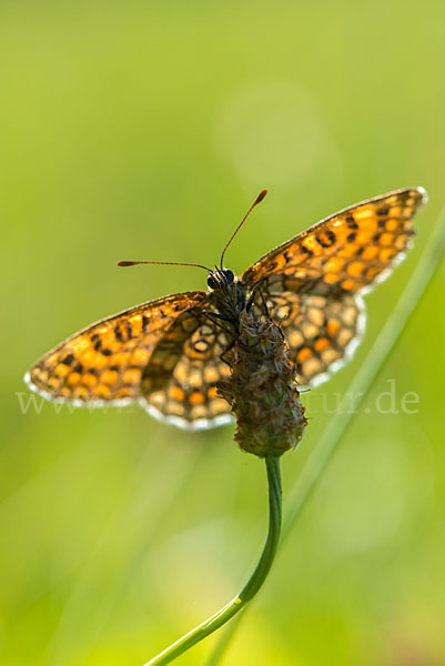 Wachtelweizen-Scheckenfalter (Melitaea athalia)