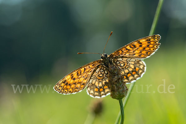 Wachtelweizen-Scheckenfalter (Melitaea athalia)