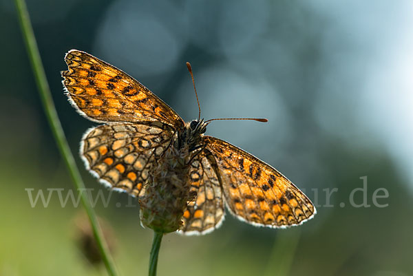 Wachtelweizen-Scheckenfalter (Melitaea athalia)