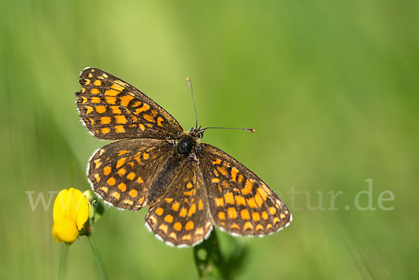 Wachtelweizen-Scheckenfalter (Melitaea athalia)