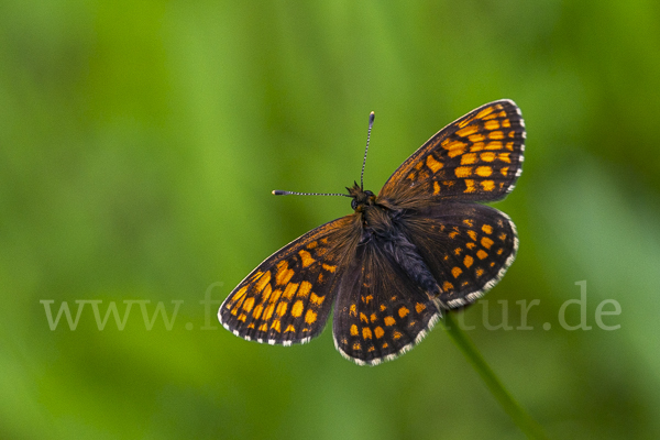 Wachtelweizen-Scheckenfalter (Melitaea athalia)