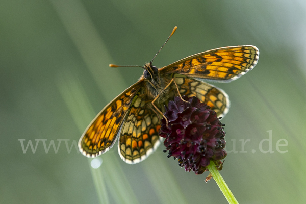 Wachtelweizen-Scheckenfalter (Melitaea athalia)