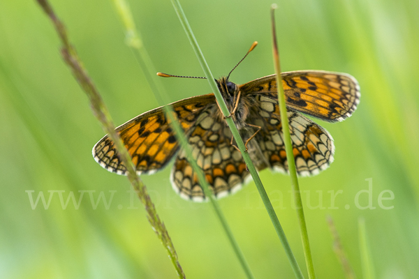 Wachtelweizen-Scheckenfalter (Melitaea athalia)