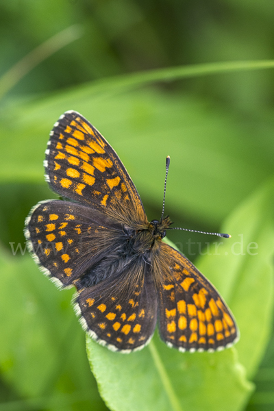 Wachtelweizen-Scheckenfalter (Melitaea athalia)