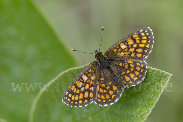 Wachtelweizen-Scheckenfalter (Melitaea athalia)