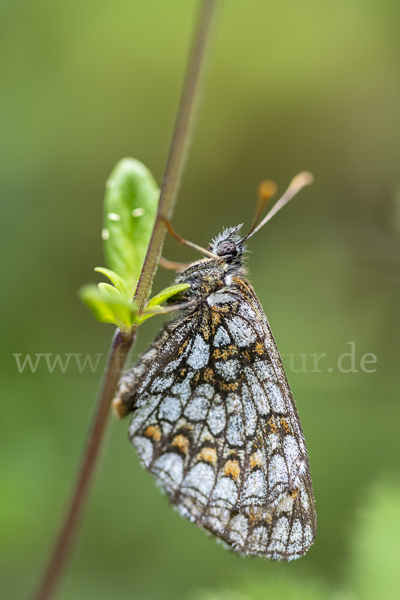 Wachtelweizen-Scheckenfalter (Melitaea athalia)