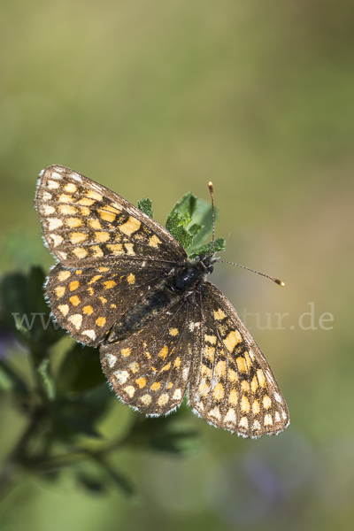 Wachtelweizen-Scheckenfalter (Melitaea athalia)