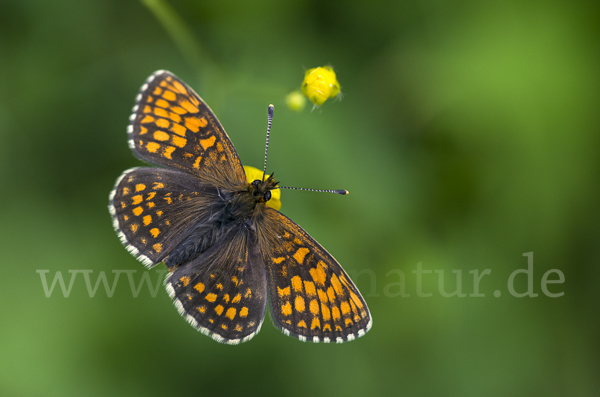 Wachtelweizen-Scheckenfalter (Melitaea athalia)