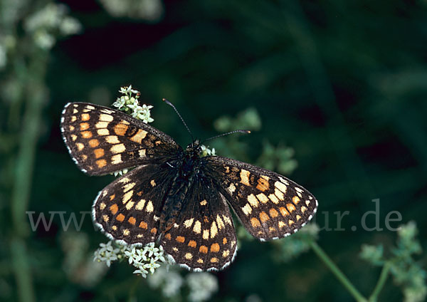 Wachtelweizen-Scheckenfalter (Melitaea athalia)