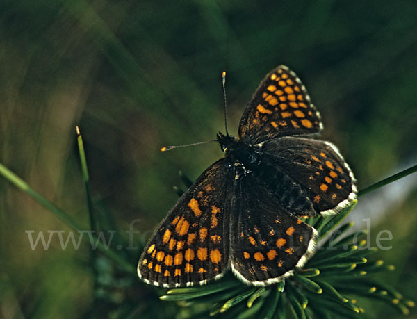 Wachtelweizen-Scheckenfalter (Melitaea athalia)