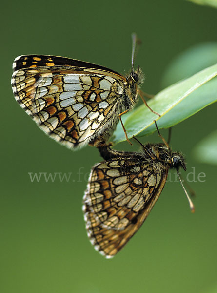 Wachtelweizen-Scheckenfalter (Melitaea athalia)