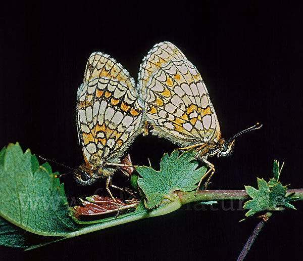 Wachtelweizen-Scheckenfalter (Melitaea athalia)