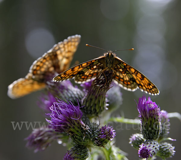 Wachtelweizen-Scheckenfalter (Melitaea athalia)