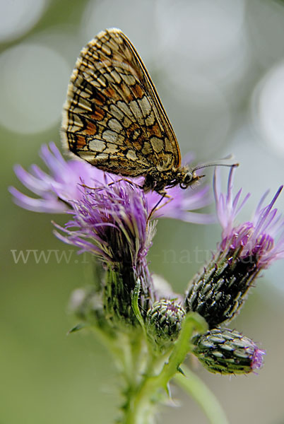 Wachtelweizen-Scheckenfalter (Melitaea athalia)