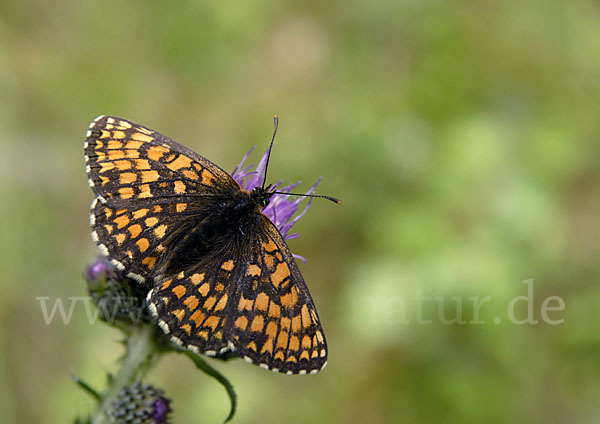 Wachtelweizen-Scheckenfalter (Melitaea athalia)